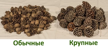 Шишки сосновые крупные (240-300 шт), 60 л
