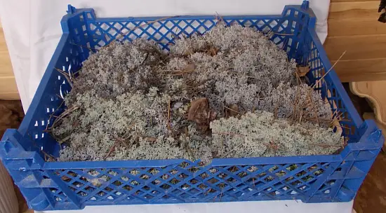 Мох натуральный, зеленый, лоток 30*40 см (без лотка), шт