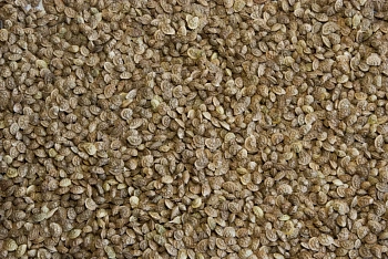 Сидерат Эспарцет, 0,4 кг