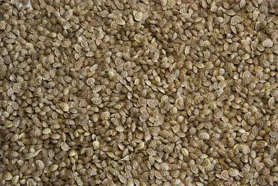 Сидерат Эспарцет, 0,4 кг