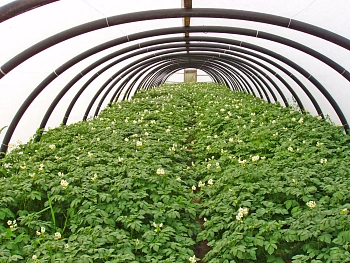 Агротекс Белый 42, 3,2*10 м, уп