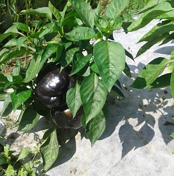 Агротекс двойная защита Бело-чёрный 80, 1,6*5 м, уп