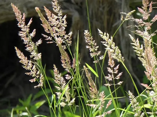 Трава Мятлик луговой, 1,0 кг