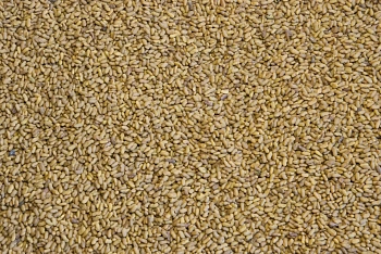 Сидерат Козлятник, 0,5 кг