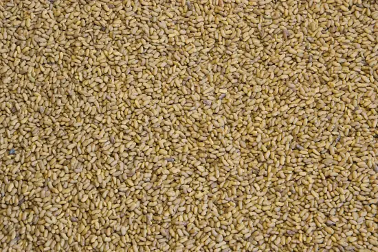 Сидерат Козлятник, 0,5 кг