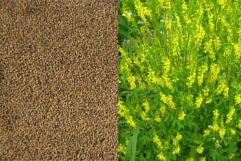 Сидерат Донник желтый, 0,5 кг