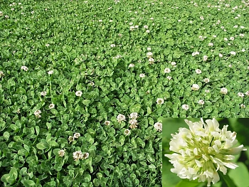Сидерат Клевер белый-ползучий, 0,5 кг