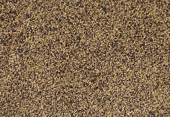 Сидерат Клевер красный-луговой, 0,5 кг