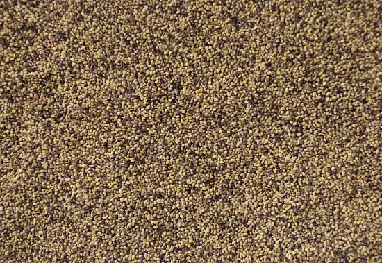 Сидерат Клевер красный-луговой, 0,5 кг