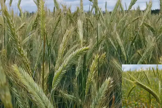 Сидерат Рожь, 1,0 кг