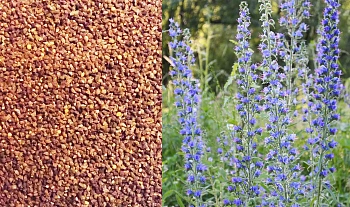 Сидерат Синяк, 0,5 кг