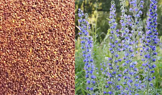 Сидерат Синяк, 0,5 кг