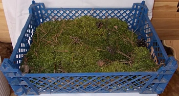 Мох натуральный, зеленый, лоток 30*40 см (без лотка), шт