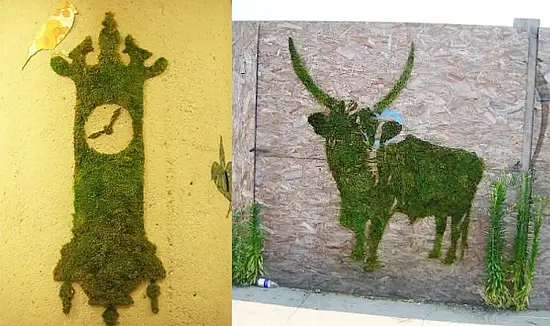 Мох натуральный, зеленый, лоток 30*40 см (без лотка), шт