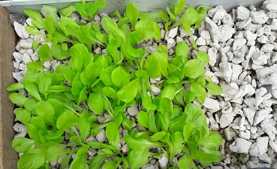 Пеностекло Субстрат Growplant, фр.  0,8-5 мм, зеленый, 50 л 