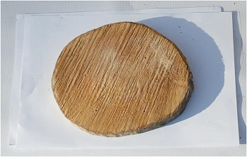 Спил ольха шлифовка СОлШ1 (Ø 20-25см, h 2см), шт