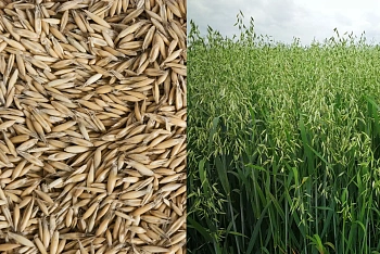 Сидерат Овес, 1,0 кг