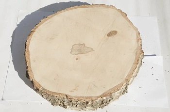 Спил береза шлифовка СБШ1, (Ø 40-50см, h 8-10см), шт