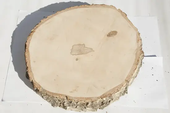 Спил береза шлифовка СБШ1, (Ø 40-50см, h 8-10см), шт