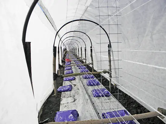 Агротекс тройная защита водонепроницаемый арм. Белый 80, 3,0*100 м, рул