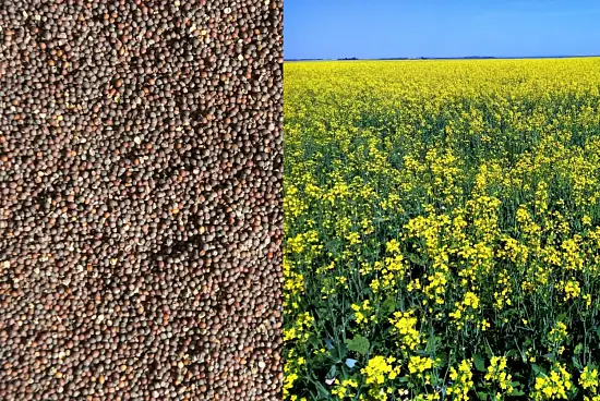 Сидерат Рапс, 0,5 кг