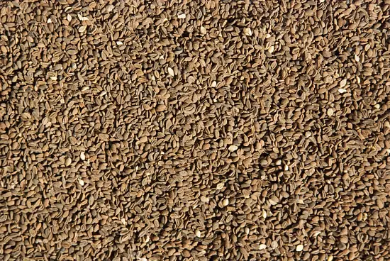 Сидерат Фацелия, 0,3 кг