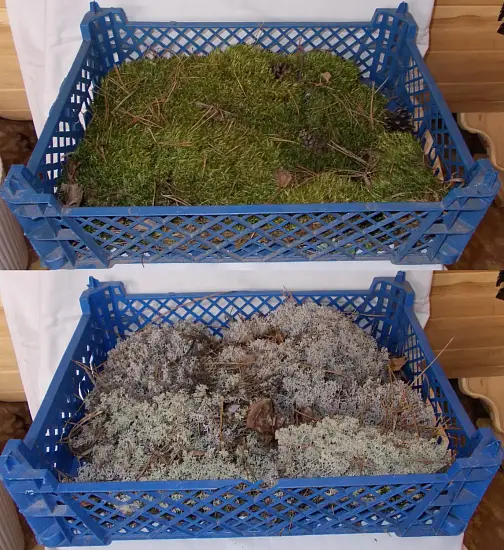 Мох натуральный, зеленый, лоток 30*40 см (без лотка), шт