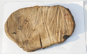 Спил черемуха шлифовка СЧШ1, (Ø 20-25 см, h 2-3см), шт