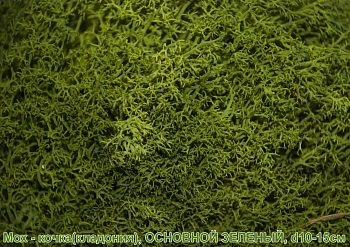 Мох - кочка 'кладония', Яблоко, Ø 10-15 см, шт