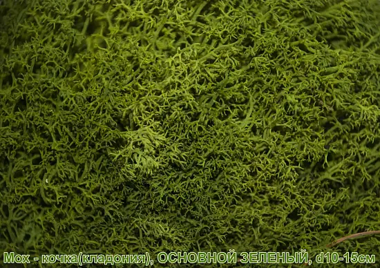 Мох - кочка 'кладония', Яблоко, Ø 10-15 см, шт