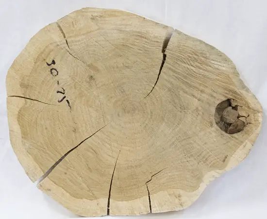 Спил дуб шлифовка СДШ2, (Ø 30-35см, h 3см), шт