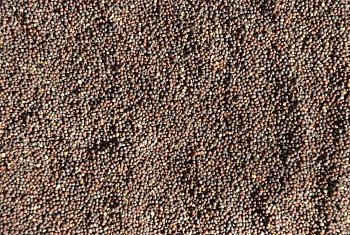 Сидерат Рапс, 0,5 кг