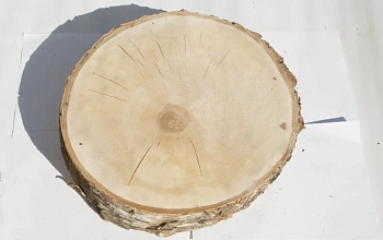 Спил береза шлифовка СБШ1, (Ø 35-40см, h 8-10см), шт
