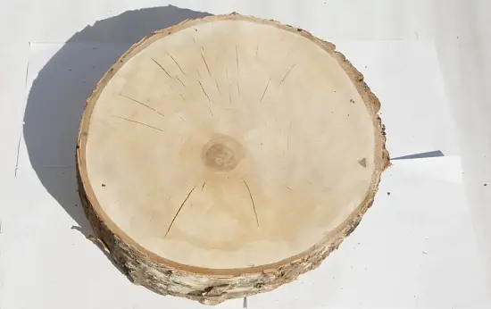 Спил береза шлифовка СБШ1, (Ø 35-40см, h 8-10см), шт