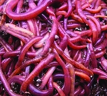 Набор червей для вермикомпостера: 5000 червей и 4 кг субстрата для подкормки