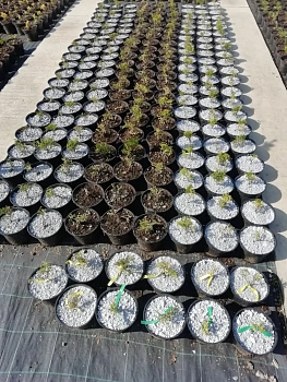 Мульча целлюлозная сухая (разнофракционная), 50 л, 20 кг 