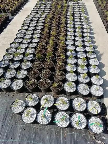 Мульча целлюлозная сухая (разнофракционная), 50 л, 20 кг 