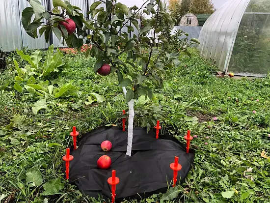 Бинт садовый отрывной УФ, 0,16*50 м