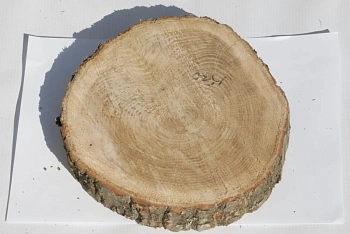 Спил дуб шлифовка СДШ1, (Ø 15-20см, h 3cм), шт