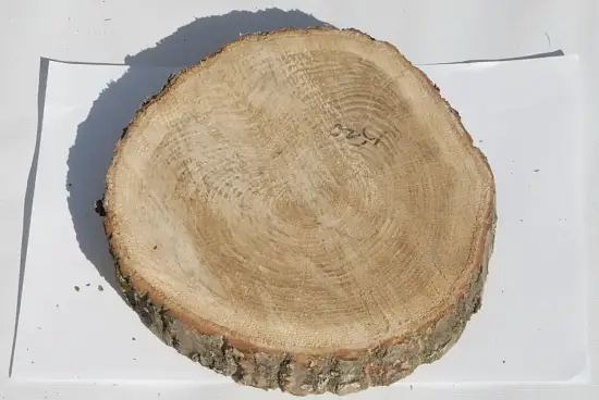 Спил дуб шлифовка СДШ1, (Ø 15-20см, h 3cм), шт