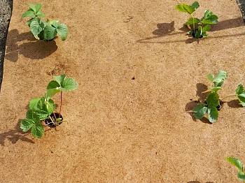 Nekura Укрытие кокосовое "Мульчаграм", 0,2 x 1,5 м, рул