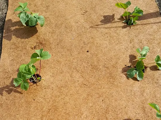 Nekura Укрытие кокосовое "Мульчаграм", 0,75 x 6 м, рул