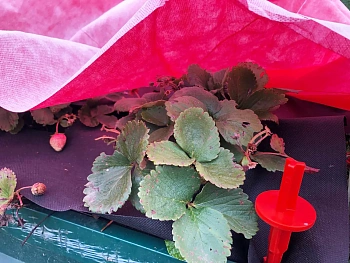 Агротекс двойная защита Бело-красный 60, 3,0*100 м, рул