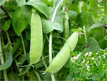 Сидерат Горох, 0,5 кг