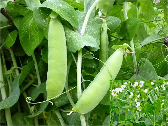 Сидерат Горох, 0,5 кг