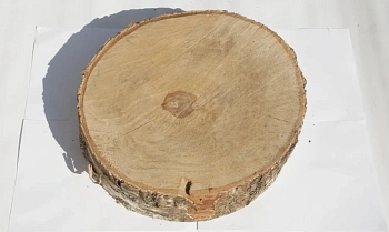 Спил береза без шлифовки СБ, (Ø 35-40см, h 8-10см), шт