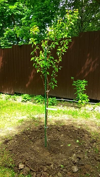 Колья для подвязки, композитные, h 230 см, 5 шт/уп