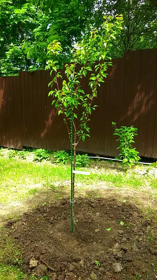 Колья для подвязки, композитные, h 180 см, 10 шт/уп