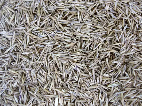 Трава Овсяница красная, 0,5 кг