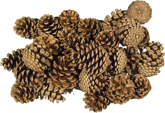 Шишки сосновые крупные (240-300 шт), 60 л